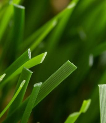 grass