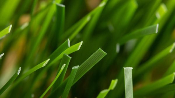 grass