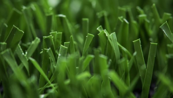 grass for sports