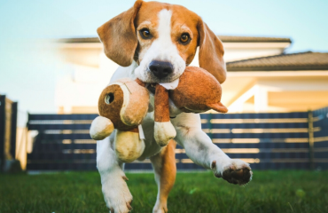 dog grass