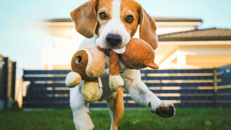 dog grass