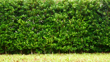 artificial grass fence panel