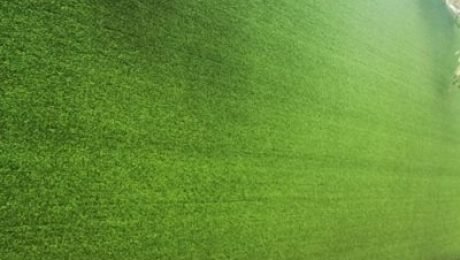 Advantages of Artificial Grass Fence Panels
